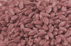Wheat (Purple)